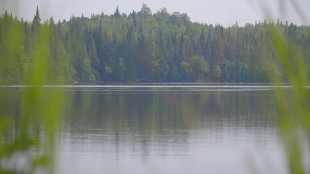 在湖的植物与森林在后面的背景/聚焦森林/平移右边视频素材