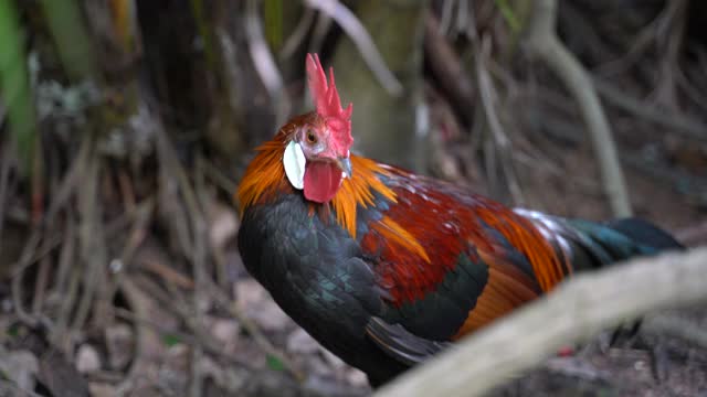 红原鸡(Gallus Gallus)是红原鸡科的热带鸟类视频素材