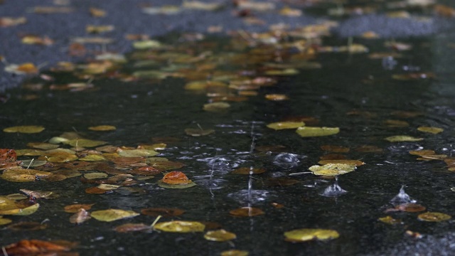 秋叶在雨中的水坑里视频素材