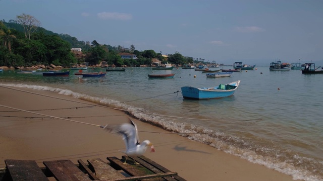 海鸥在海滩上吃鱼视频素材