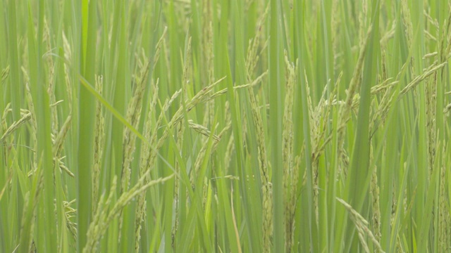 绿油油的稻谷在树上随风飘动，在泰国的田野里随风摇曳。视频素材