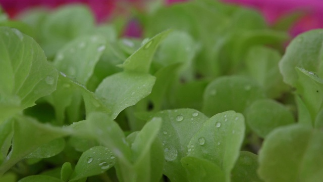 新鲜蔬菜沙拉。幼苗在生长。旋转蔬菜沙拉视频视频素材