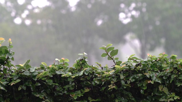 下雨了。雨落在绿色植物上，背景是雾蒙蒙的公园。视频素材