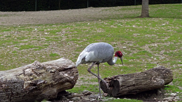 Sarus crane, Grus antigone也被称为印度Sarus crane视频素材