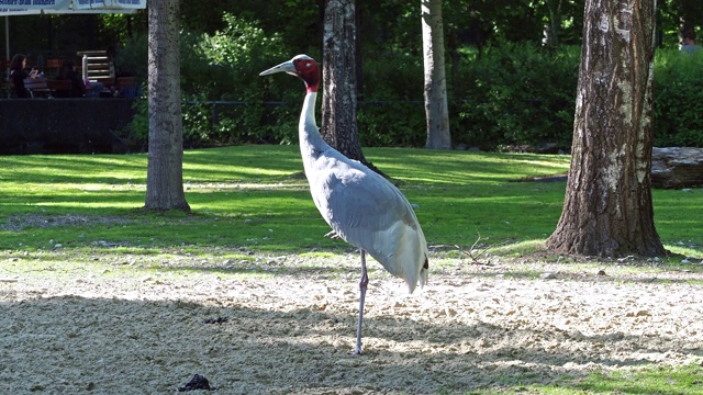 Sarus crane, Grus antigone也被称为印度Sarus crane视频素材