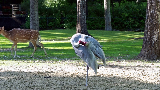 Sarus crane, Grus antigone也被称为印度Sarus crane视频素材