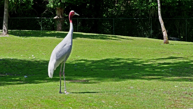 Sarus crane, Grus antigone也被称为印度Sarus crane视频素材