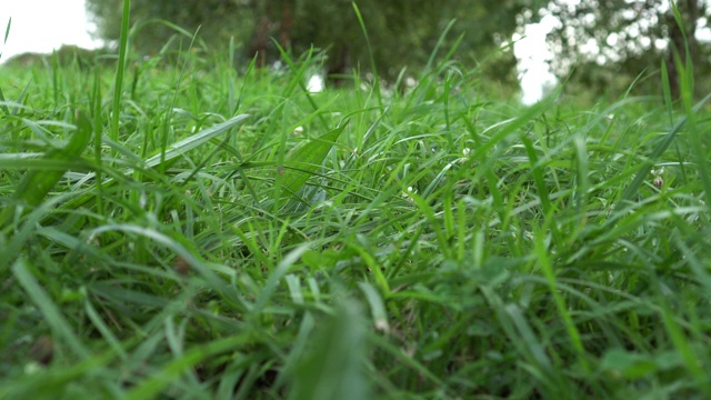 绿色的小草在风中动。视频素材