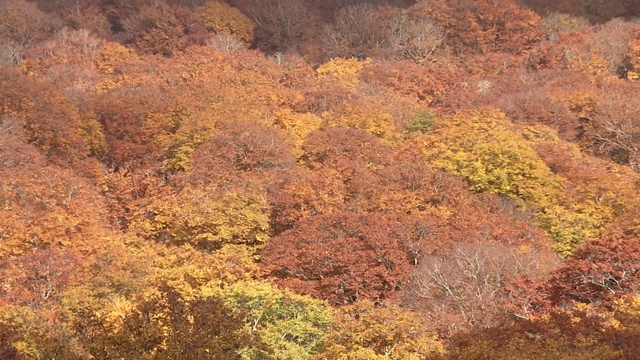 秋天的日本山毛榉林，日本福岛视频素材