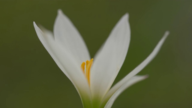 盛开着美丽的白色雨百合花视频素材