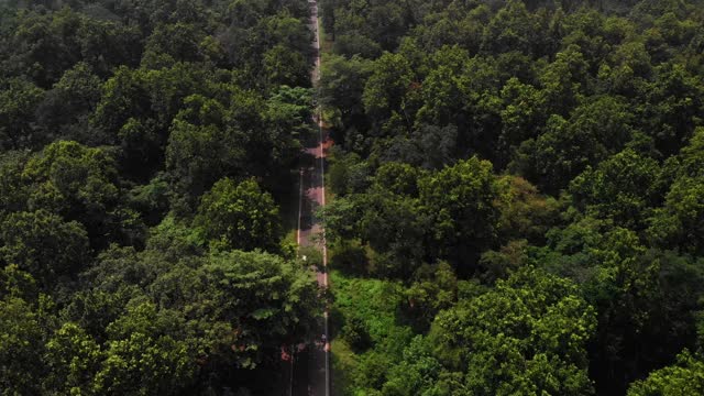 深森林树木景观笔直的道路鸟瞰图。视频素材