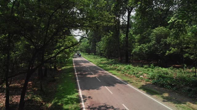 深森林树木景观笔直的道路鸟瞰图。视频素材