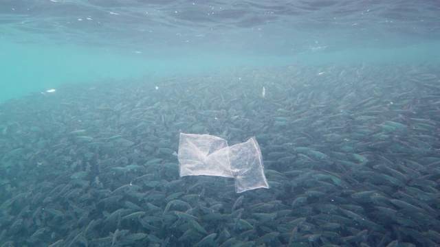 海里的沙丁鱼群。保和、菲律宾视频素材