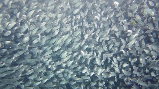 海里的沙丁鱼群。保和、菲律宾视频素材