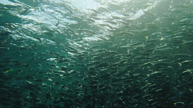 海里的沙丁鱼群。保和、菲律宾视频素材