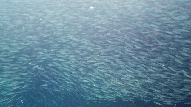 海里的沙丁鱼群。保和、菲律宾视频素材