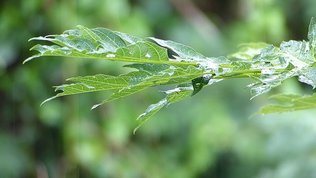 木瓜树的绿叶在雨天视频素材