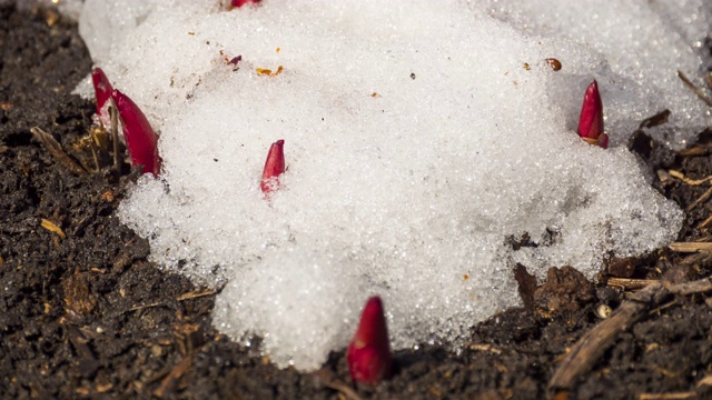 雪融化的时间流逝视频素材