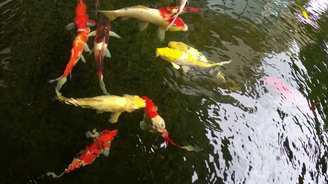 锦鲤在水里游动视频素材