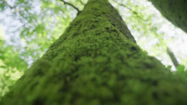 绿色森林中根上有苔藓的树或树干上有苔藓的树。带有绿色苔藓的树皮。阿塞拜疆的本性。有选择性的重点视频素材