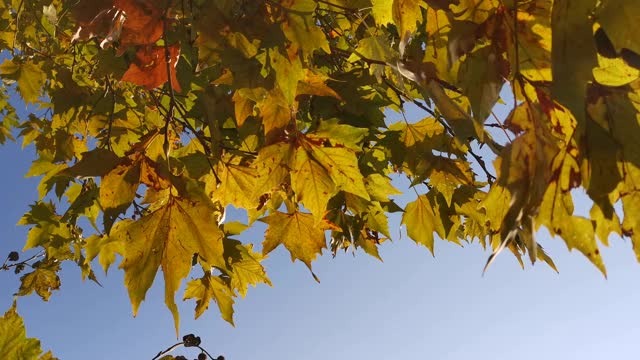 黄叶在风中慢慢地飘动。秋天的自然背景与清澈的蓝天。视频素材