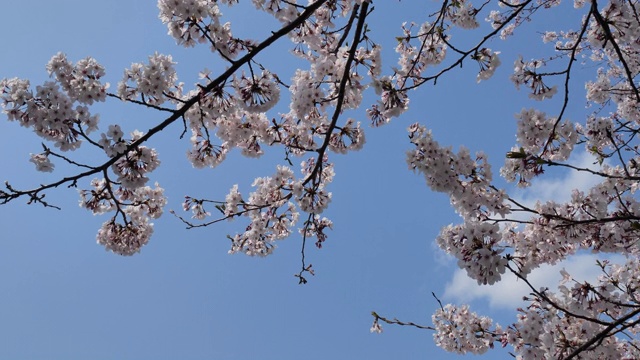 下降的樱花视频素材