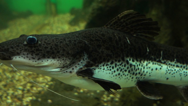 把水族箱里的鲶鱼找出来。视频素材