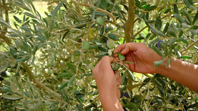 橄榄种植者收获成熟的橄榄果实。视频素材