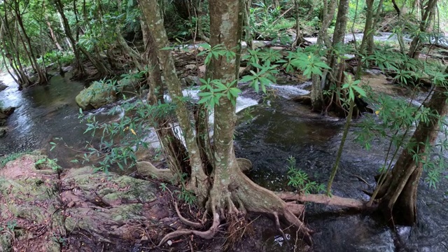 雨林中的小溪和流水视频素材