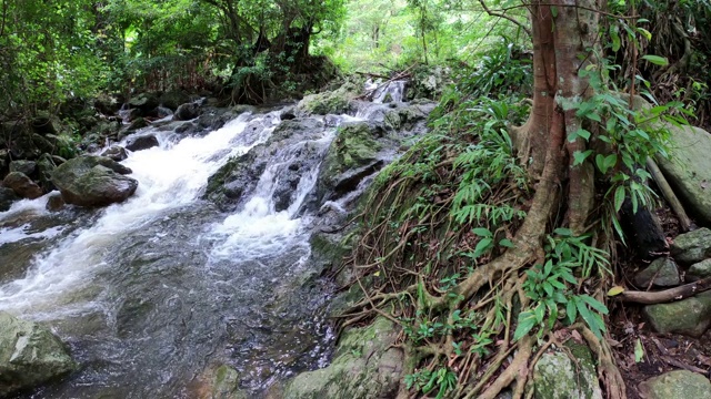 雨林中的小溪和流水视频素材