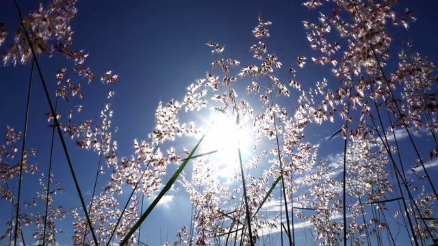 草花在风中飞舞，蓝天为背景视频素材