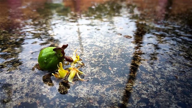 这是印度雨季的小椰花和小番石榴的特写镜头。视频下载