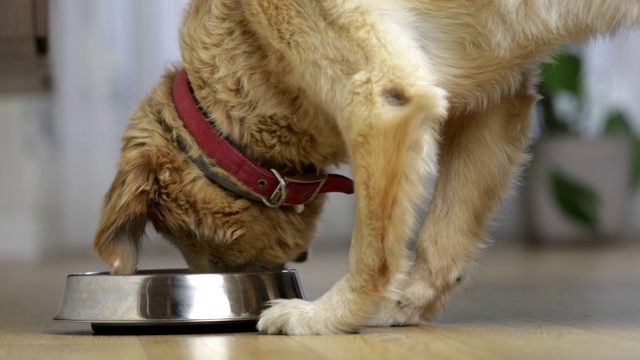 金毛猎犬吃狗视频素材