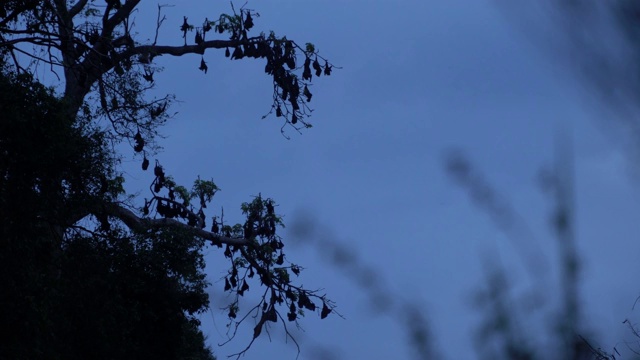 万圣节——一群蝙蝠围着一根木头树枝盘旋视频下载