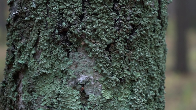 树上的青苔和青苔视频素材