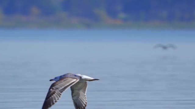 鸟-年轻的大黑头鸥(Larus ichthyaetus)飞过水面在一个阳光明媚的秋天的一天。视频素材