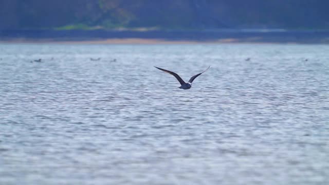 鸟-年轻的大红头鸥(Larus ichthyaetus)完成飞行并着陆。视频素材