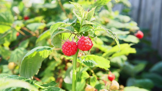 近距离种植有机浆果。果园里成熟的树莓视频素材