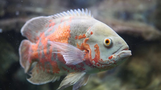 水族馆鱼类。慈鲷，又名奥斯卡。淡水鱼类。明亮的奥斯卡鱼是一种南美洲淡水鱼，属慈鲷科。视频素材