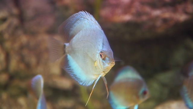 亚马逊河中常见的铁饼鱼生活在南美洲、巴西和秘鲁视频素材