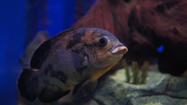 水族馆鱼类。慈鲷，又名奥斯卡。淡水鱼类。明亮的奥斯卡鱼是一种南美洲淡水鱼，属慈鲷科。视频素材