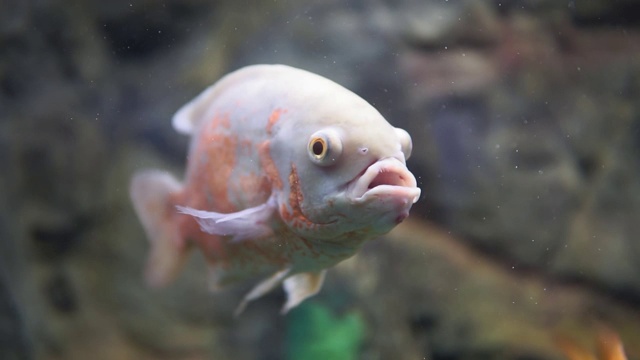 视觉天文或奥斯卡鱼在水族馆的特写。有选择性的重点视频素材