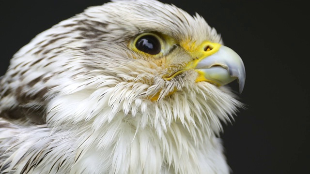 Lanner Falcon, Falco biarmicus，肖像视频素材