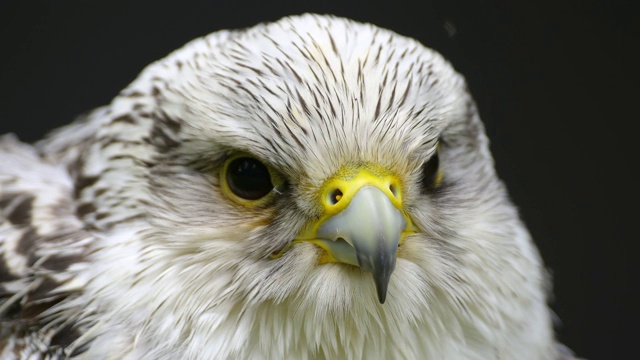 Lanner Falcon, Falco biarmicus，肖像视频素材