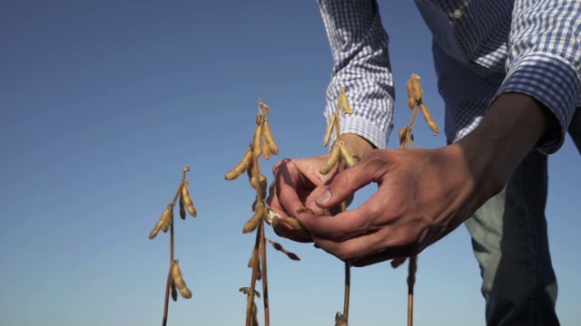 一个年轻的农民在大豆地里散步，检查作物。视频素材