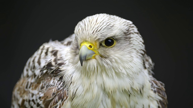 Lanner Falcon, Falco biarmicus，肖像视频素材