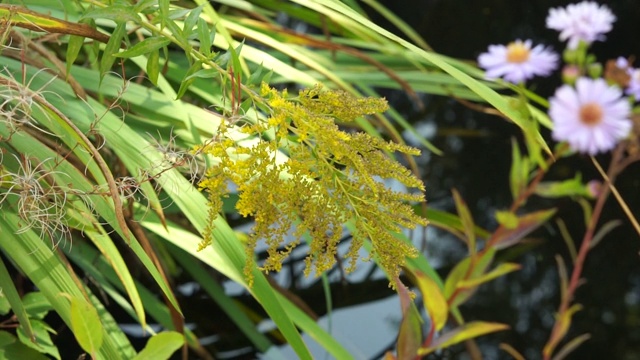 花园池塘里的加拿大秋麒麟花视频下载