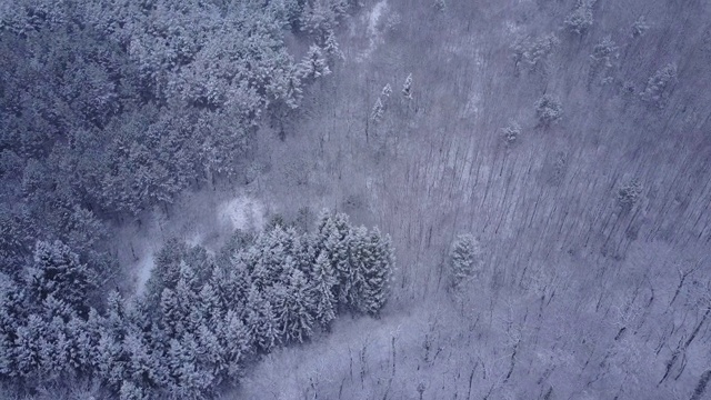 瑞士森林的航拍视频视频素材