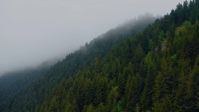 空中俯瞰，雾蒙蒙的鸟瞰图，绿色的景观山覆盖着松树4k视频素材