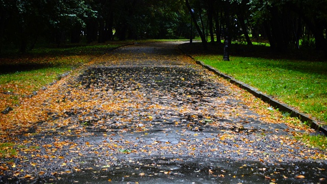 下雨的秋天公园里的湿路。潮湿的沥青上的秋叶。视频素材